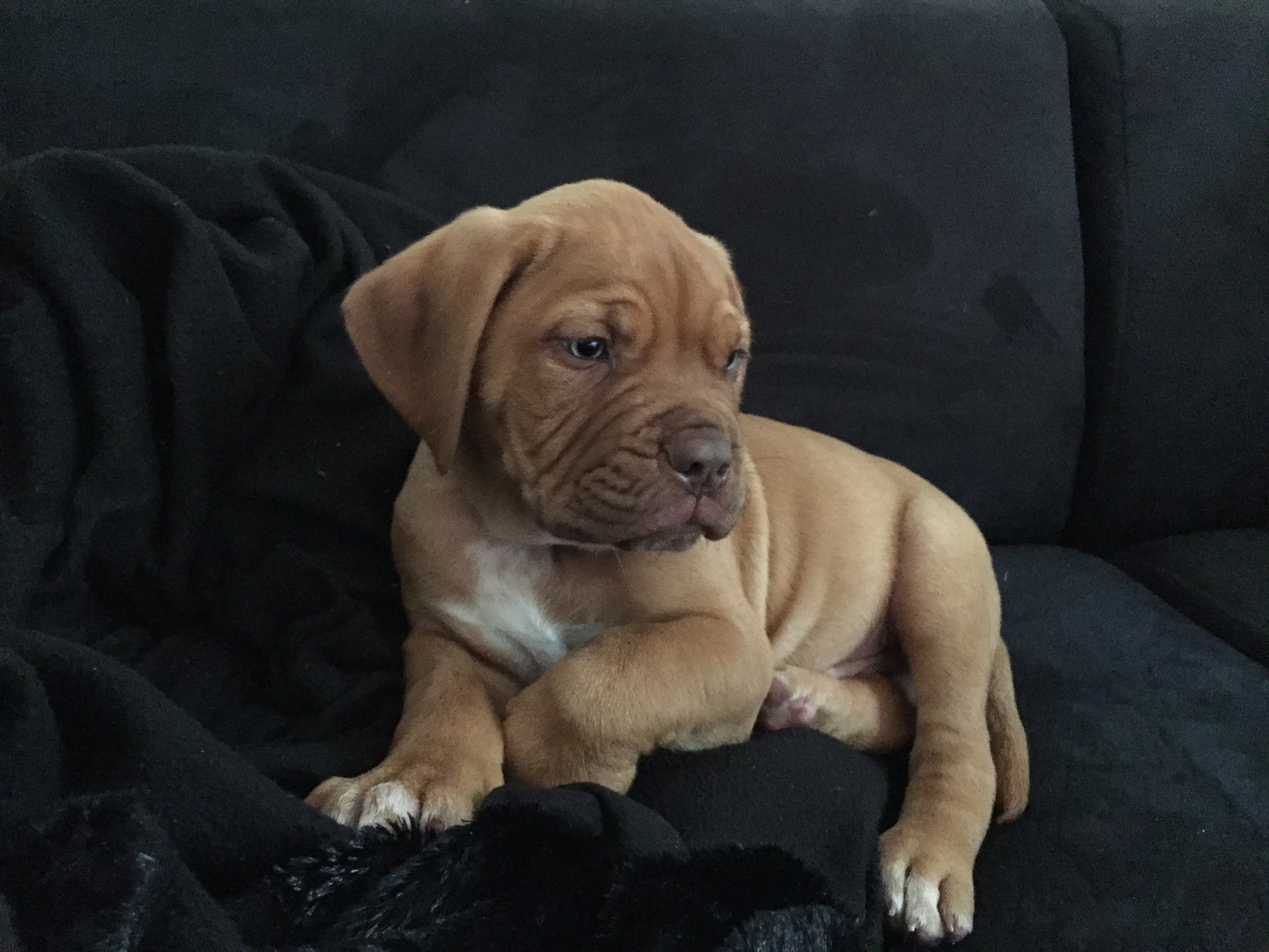 Loki, als in de god van de chaos